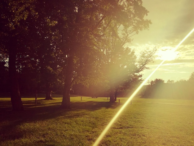 Photo sunlight streaming through trees on field against sky