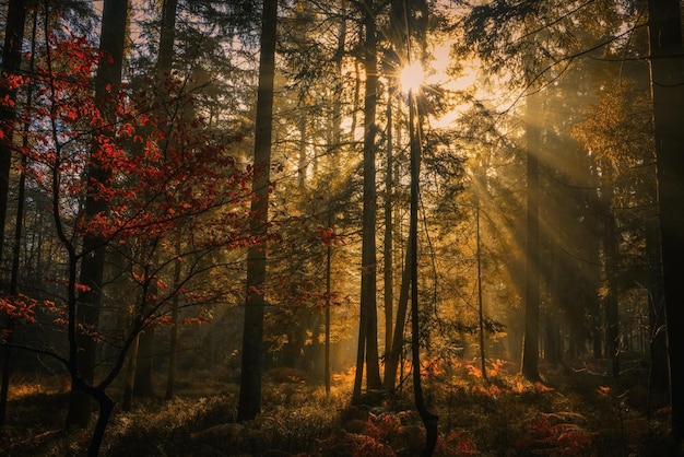 Photo sunlight streaming through trees in forest during autumn