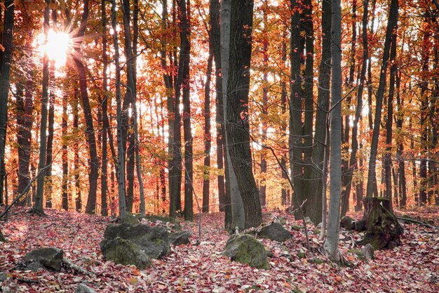 Photo sunlight streaming through trees in forest during autumn