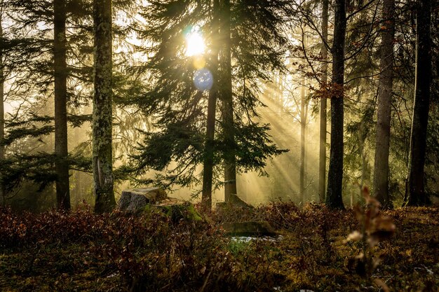 Photo sunlight streaming through trees in forest