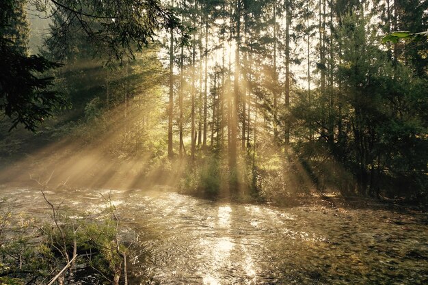 Sunlight streaming through trees in forest