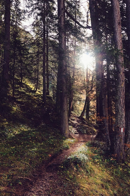 Photo sunlight streaming through trees in forest