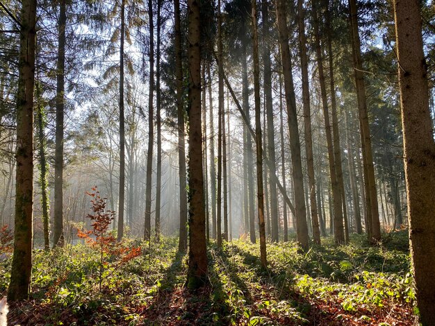Солнечный свет проходит через деревья в лесу