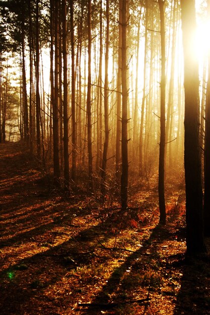 Sunlight streaming through trees in forest