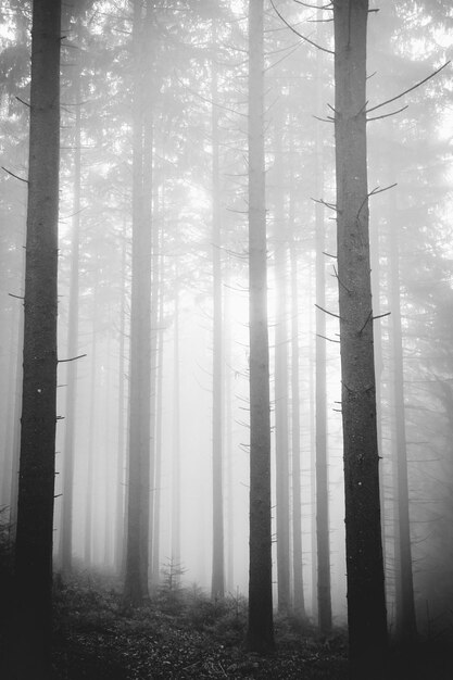 Photo sunlight streaming through trees in forest