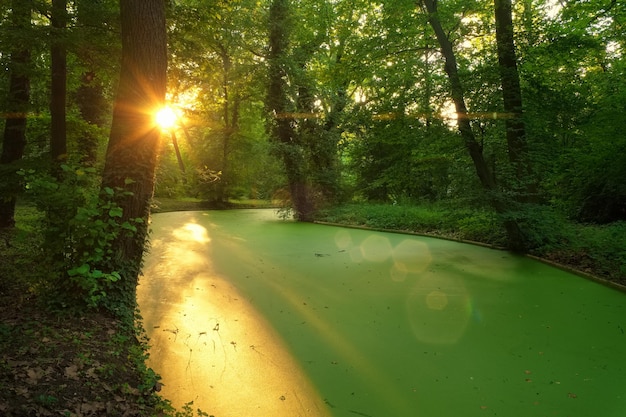 Sunlight streaming through trees in forest