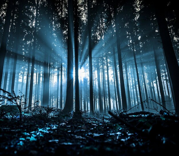 Photo sunlight streaming through trees in forest