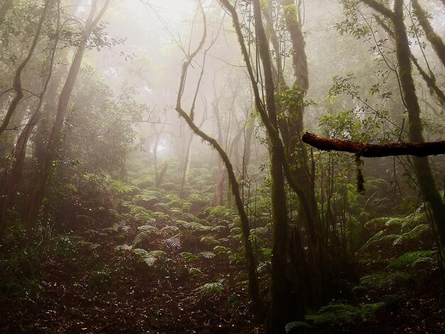 Foto la luce del sole che attraversa gli alberi della foresta