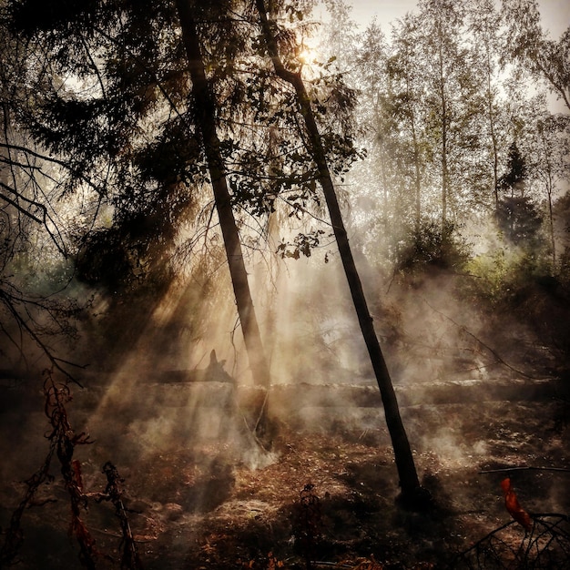 Foto la luce del sole che attraversa gli alberi della foresta