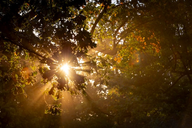 Foto la luce del sole che attraversa gli alberi della foresta