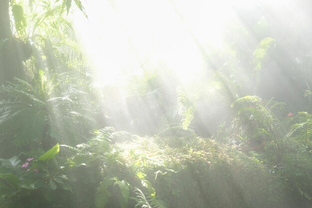 Sunlight streaming through trees in forest