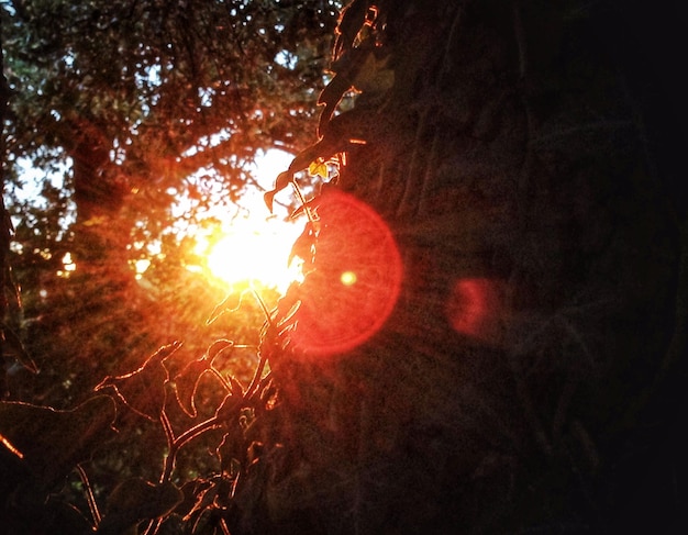 Foto la luce del sole che attraversa gli alberi della foresta