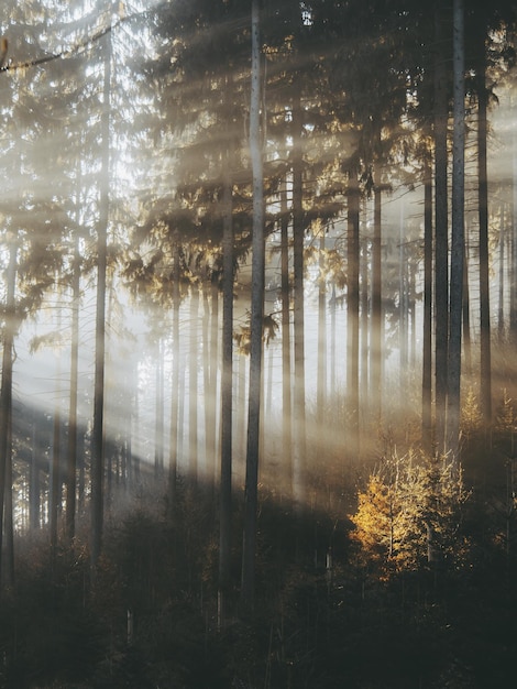 Sunlight streaming through trees in forest