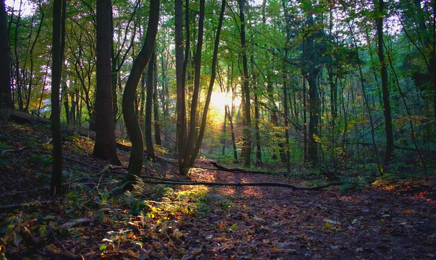 Photo sunlight streaming through trees in forest