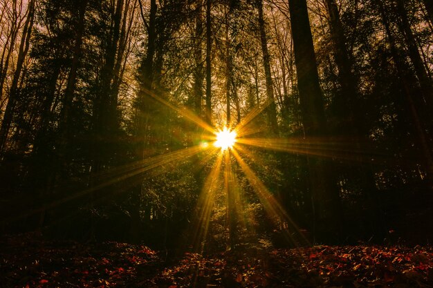 Солнечный свет проходит через деревья в лесу