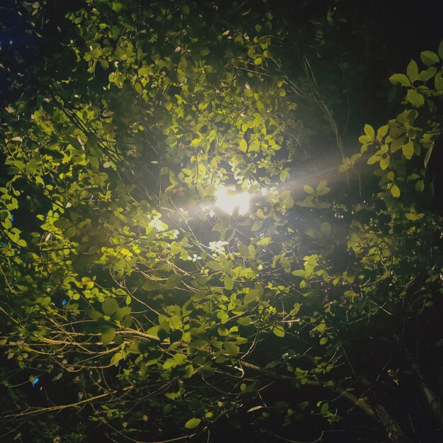 Photo sunlight streaming through trees in forest