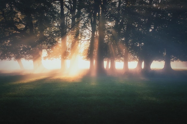 写真 森の木々を通って流れる日光