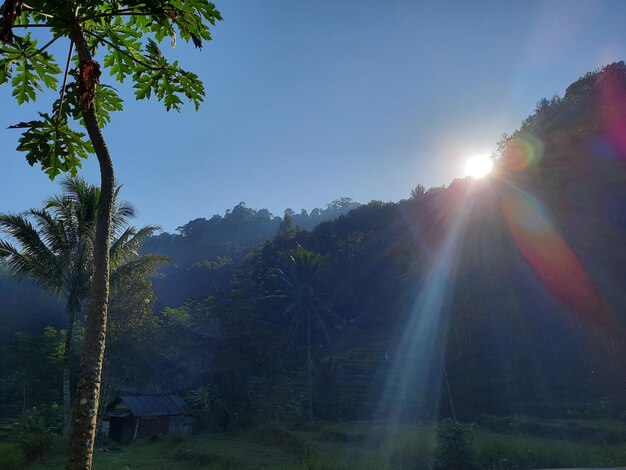 Sunlight streaming through trees on sunny day