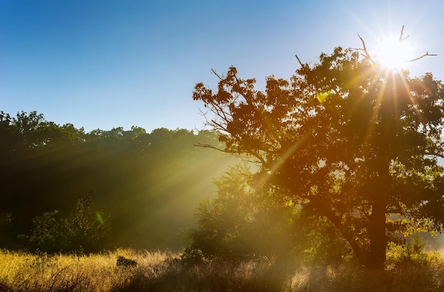 Photo sunlight streaming through trees on sunny day