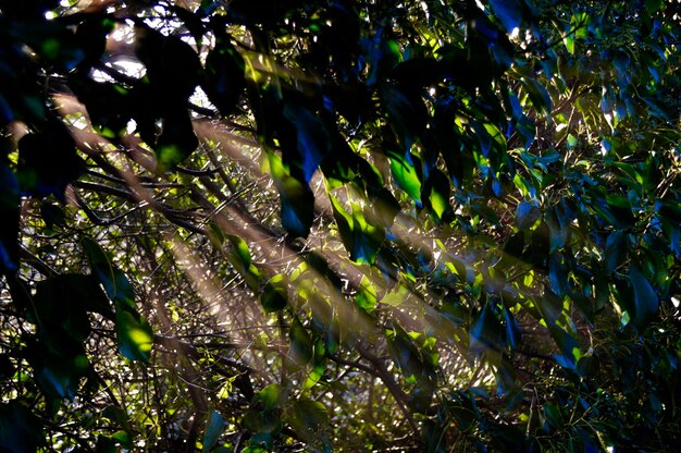 Photo sunlight streaming through trees