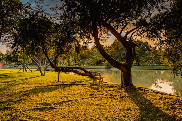 Sunlight Summer morning in the park bench among trees and lake Chatuchak public park Bangkok Thailand