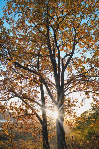 若い樫の木の紅葉を通して日光。