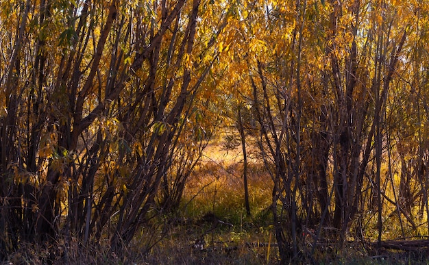 солнечный свет сквозь осенний лес