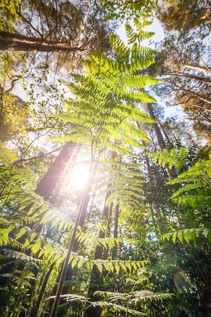 Photo sunlight through a forest of vegetation
