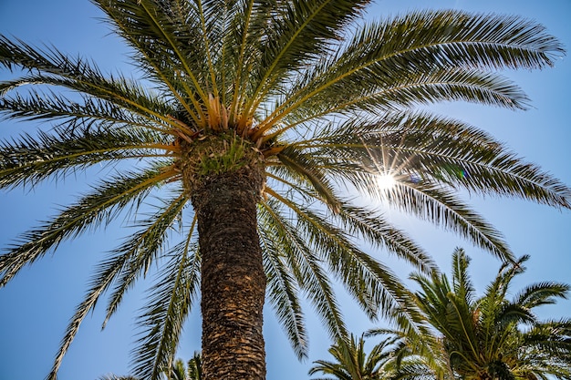 Sunlight through palm leaves