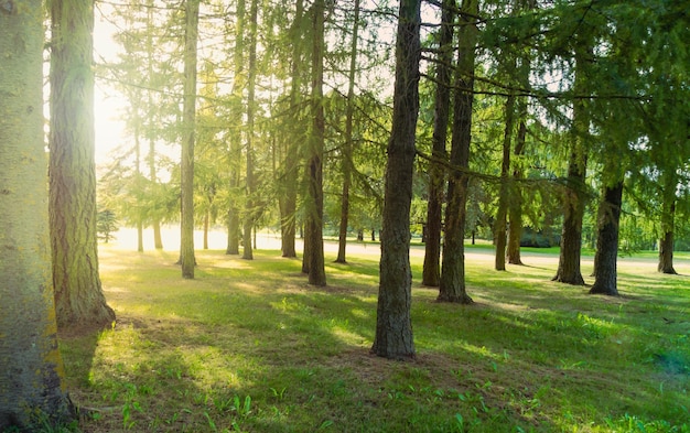 Sunlight through park green needle trees Forest trees in the park