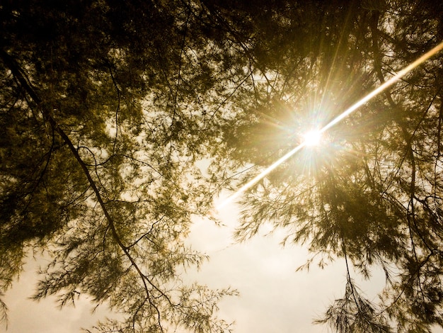 Foto la luce del sole attraverso i ranch di un coperto