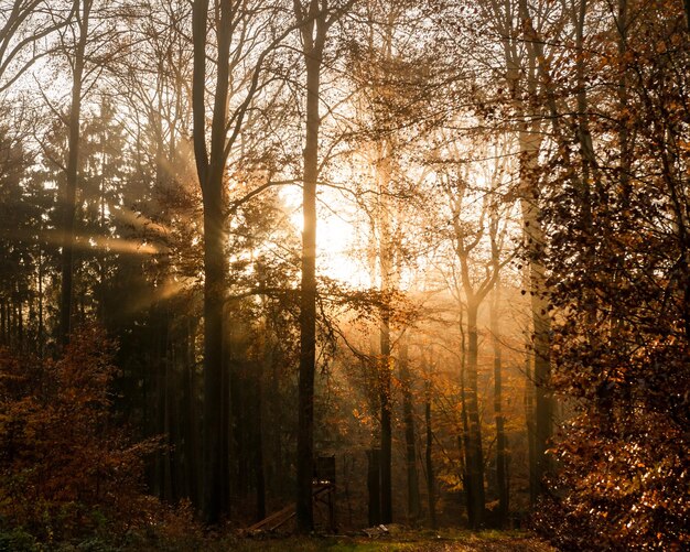 Photo sunlight through tree trunks in forest