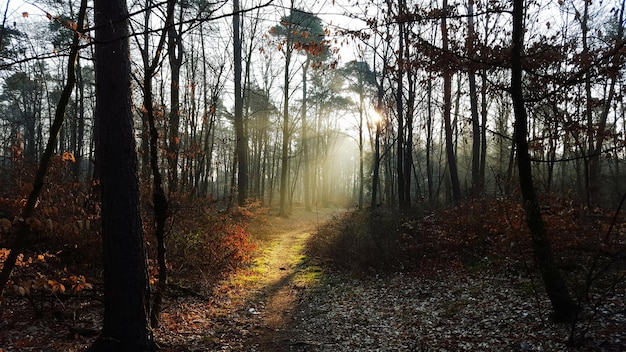 sunlight through trees in forest