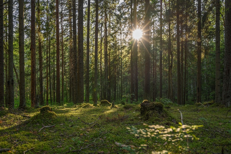 Фотография солнечный свет сквозь деревья в зеленом лесу