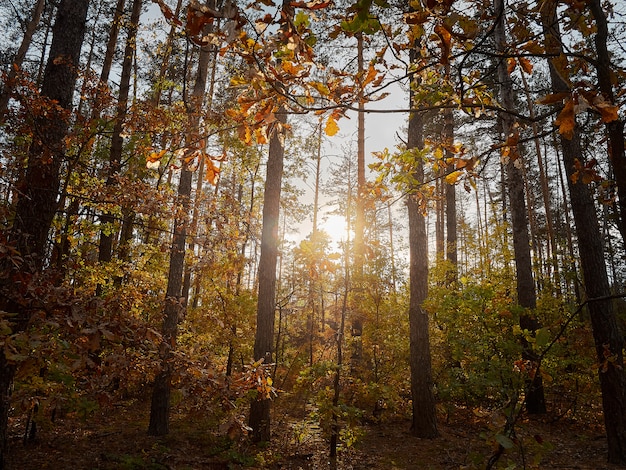 Sunlight between the trees in the forest.