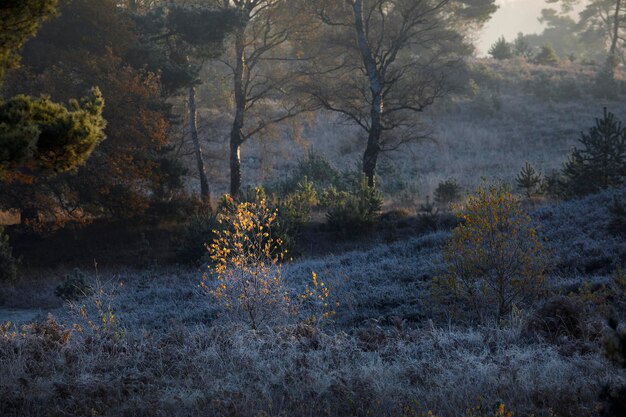 sunlight between trees on frosty autumn morning