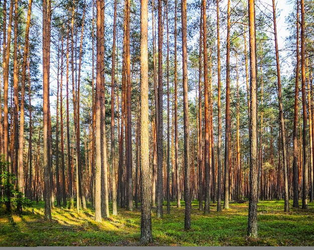 Sunlight on trees in a pine forest at sunset summer nature landscape