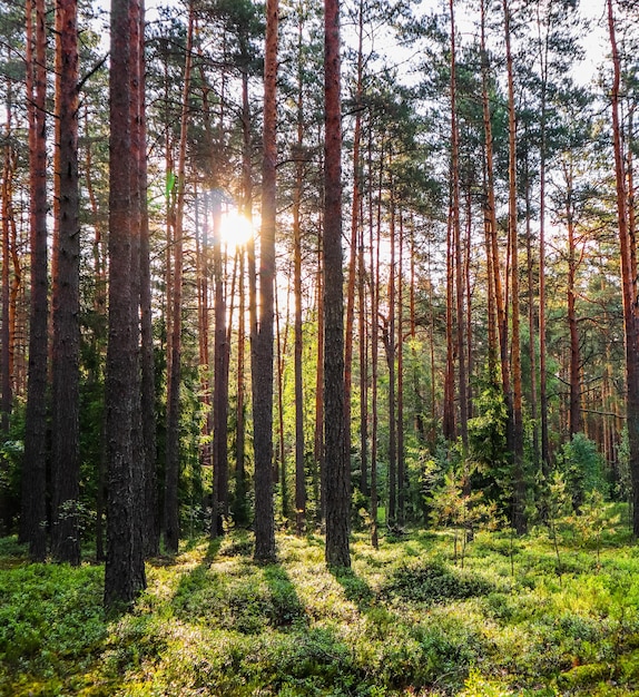 Sunlight on trees in a pine forest at sunset summer nature landscape