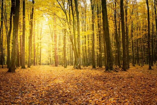 Photo sunlight in the yellow autumn forest and fallen leaves