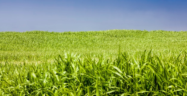 Un campo agricolo soleggiato con mais dolce verde su mais naturale di mais sporco e sporcizia e danni è apparso durante la crescita utilizzata per il cibo e altri scopi