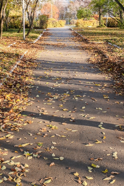 Sunlit asphalted city alley, covered with autumn leaves, and shadows from trees on it.