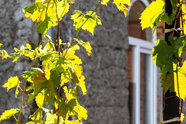 Foglie d'uva illuminate dal sole e parete di una casa urbana