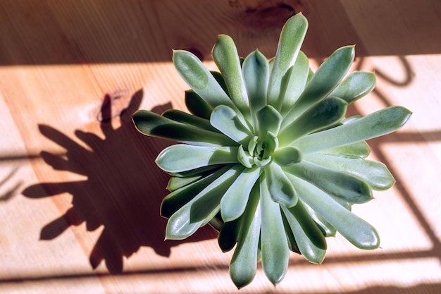 Sunlit green house plant succulent with hard shadows on wooden table in sunny day View from above
