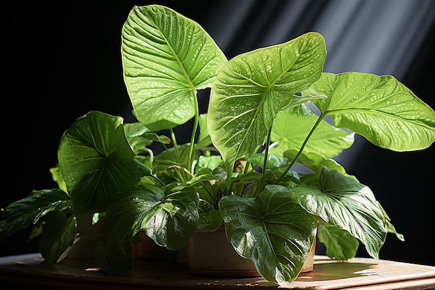 Photo sunlit indoor jungle alocasia macrorrhizos in morning light