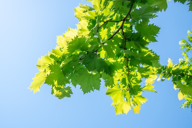 Sunlit leaves of sycamore as natural background, nature