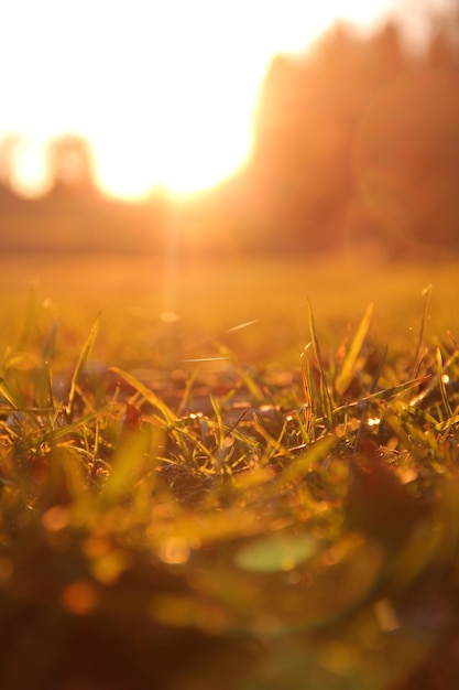 Sunlit meadow grass