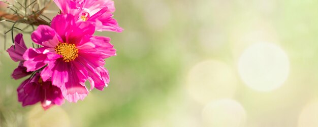 Photo sunlit one pink daisy or cosmea flower in soft light close up on greenery blurred background with sun glare floral banner with beautiful flower copy space for text