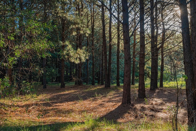 Foto pineta illuminata dal sole