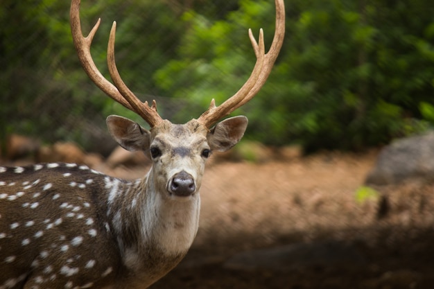 Sunlit red deer cervus elaphus stag with new antlers growing facing camera in summer nature