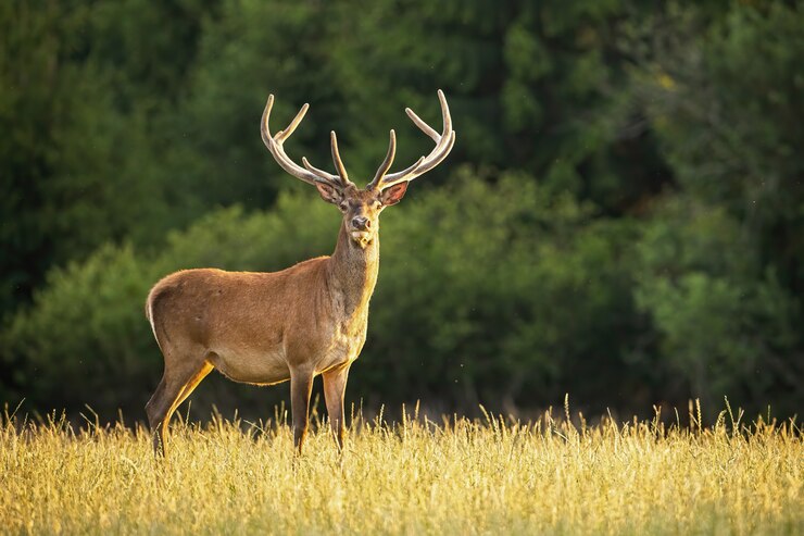 Photo sunlit red deer stag with new antlers growing facing camera in summer nature